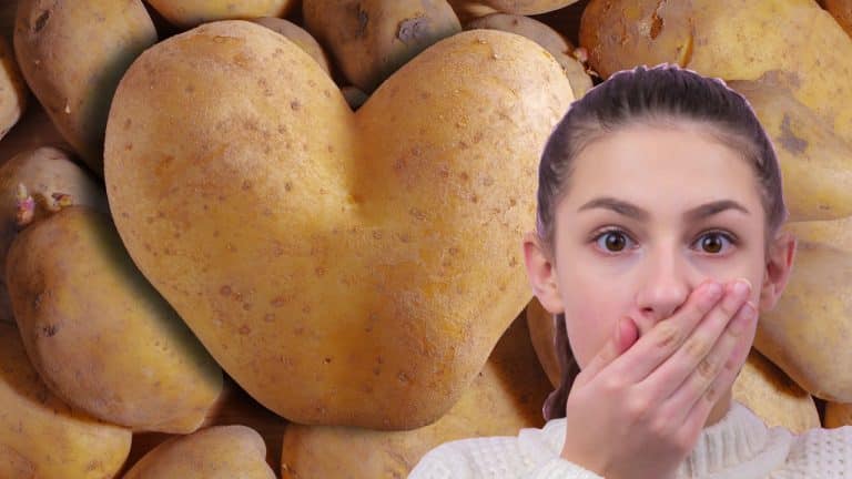 Lire la suite à propos de l’article Découvrez les 3 SECRETS pour garder vos pommes de terre fraîches plus longtemps !