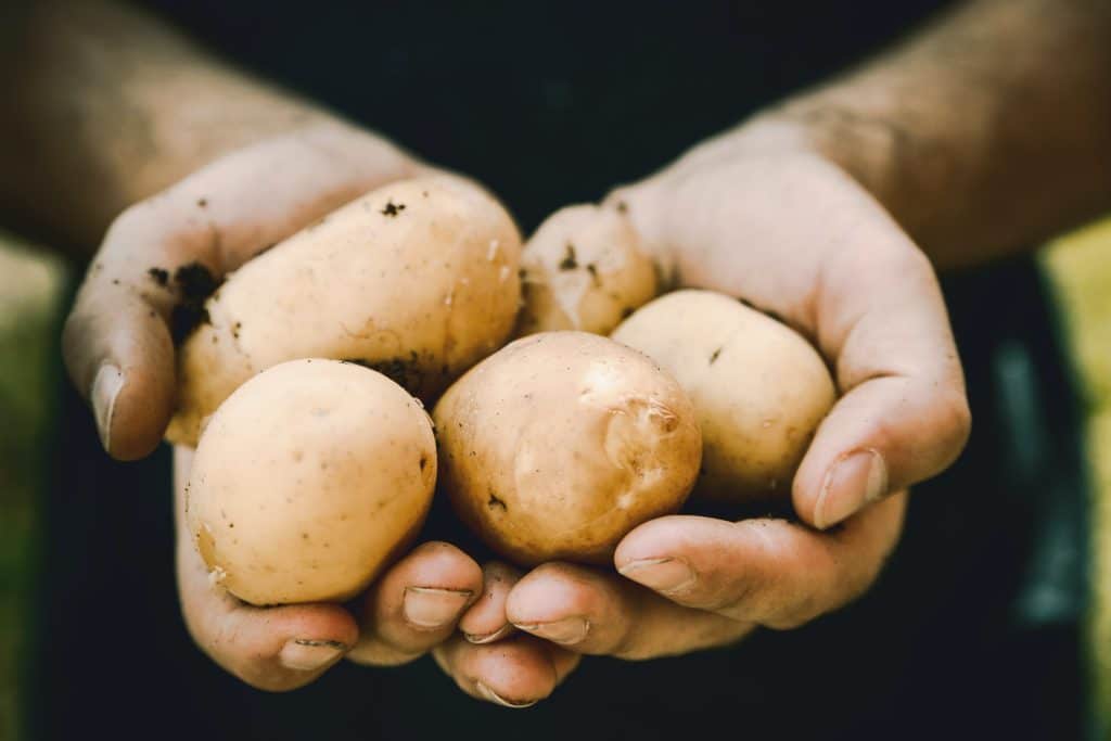 Pommes de terre fraîches sans germes ni taches